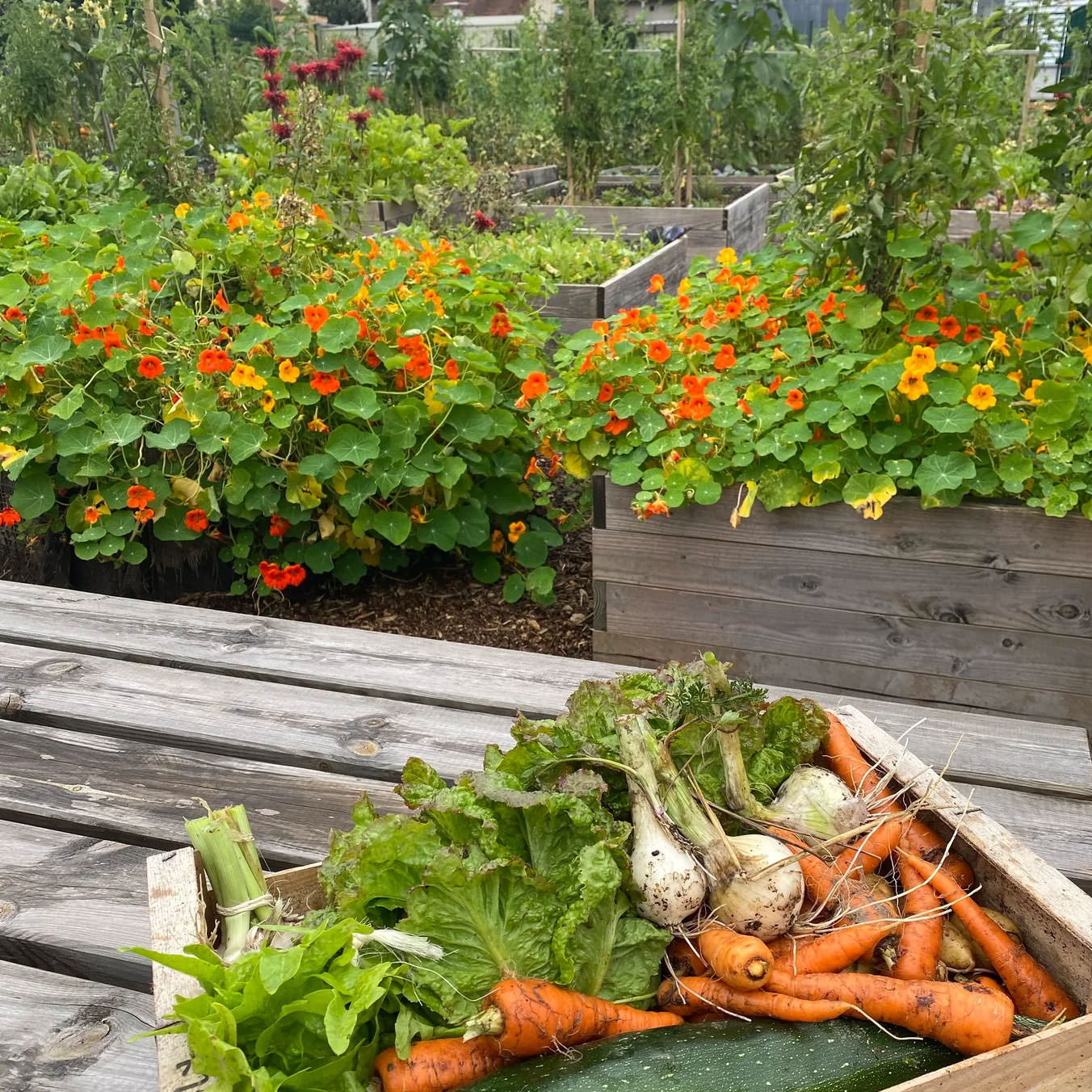 RSE: un jardin en permaculture à la Manufacture de Roanne